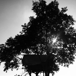 blackandwhite tree nature treehouse mobilephotography